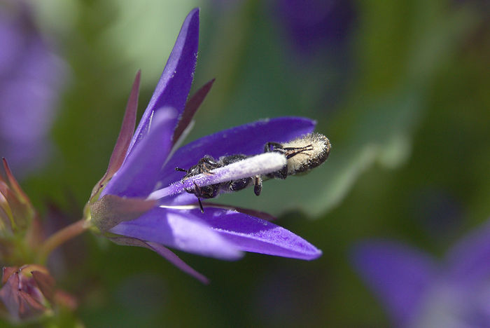 Glockenblumen-Scherenbiene Chelostoma rapunculi auf Glockenblume