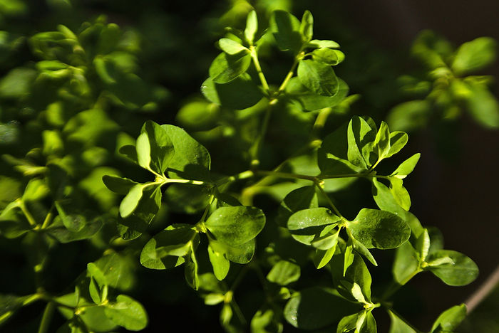Garten-Wolfsmilch Euphorbia pepla 