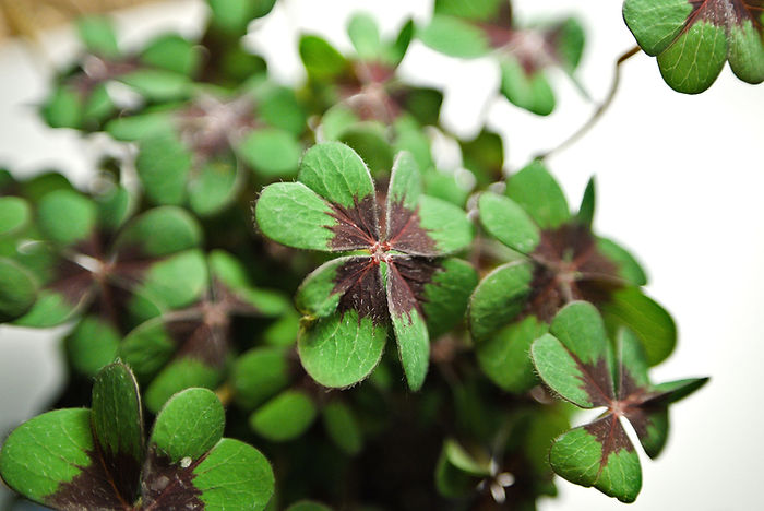 Oxalis tetraphylla "iron cross" Glücksklee