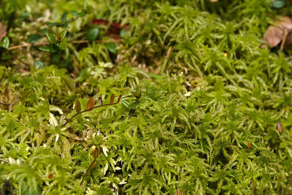 Torfmoos sphagnum und Moosbeere Vaccinium oxycoccos