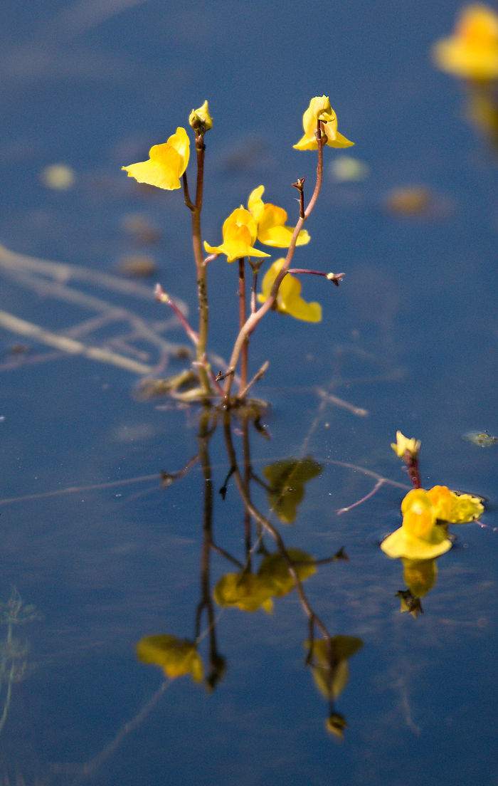 Verkannter Wasserschlauch Utricularia australis Blüten in einem See
