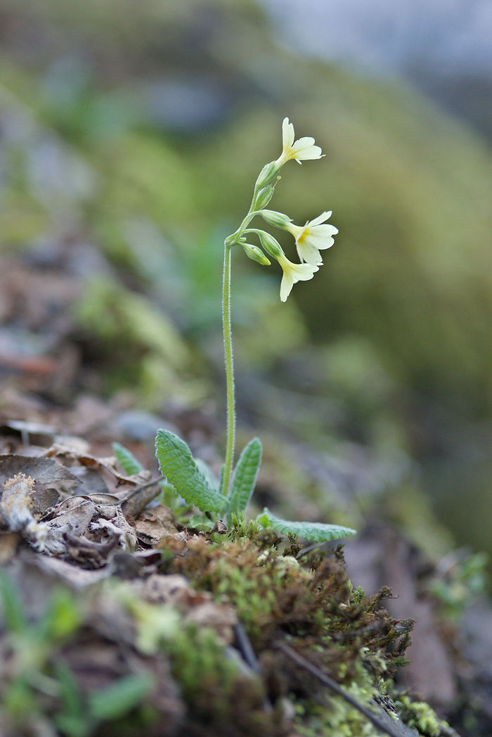 Echte Schlüsselblume Primula veris