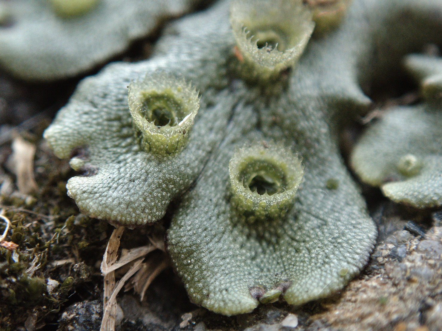 Nahaufnahme eines gewöhnlichen Brunnenlebermoos, der gezahnte Rand der Brutbecher kommt ausschließlich bei der subspecies ruderalis vor. Die kleinen Punkte auf der gesamten Oberfläche sind sogenannte Atemporen die einen Gasaustausch mit dem inneren der Pflanze ermöglichen. 