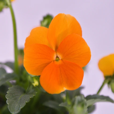 Orangenes Hornveilchen 
