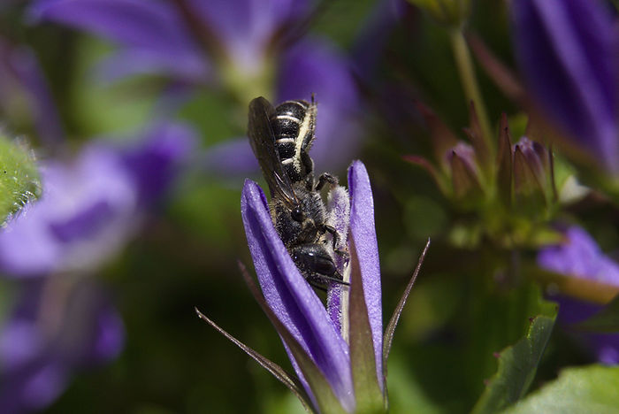 Glockenblumen-Scherenbiene (Chelostoma rapunculi)