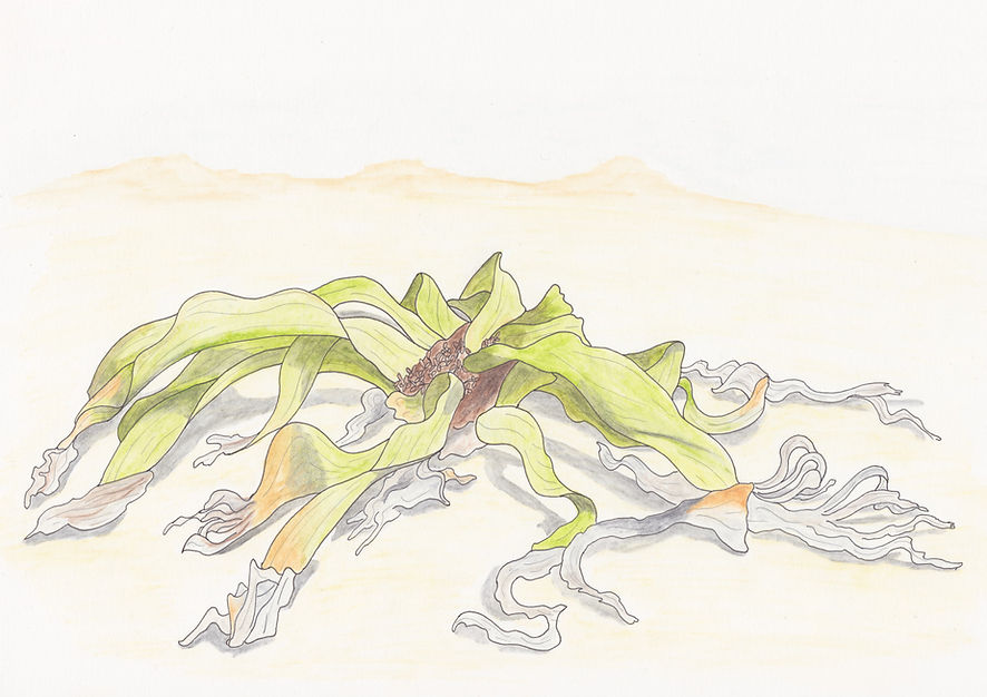 Typischer Wuchs einer Welwitschia Pflanze in der Namib-Wüste (Aquarell)