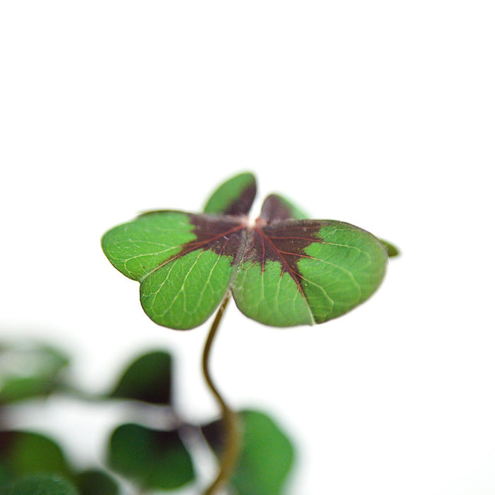 Normales Blatt des Glücksklees