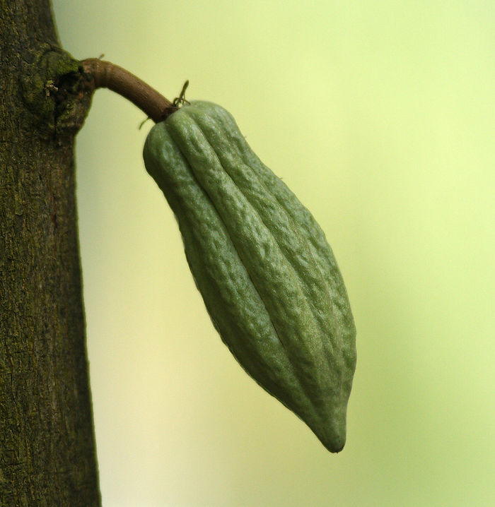 Frucht Theobroma cacao