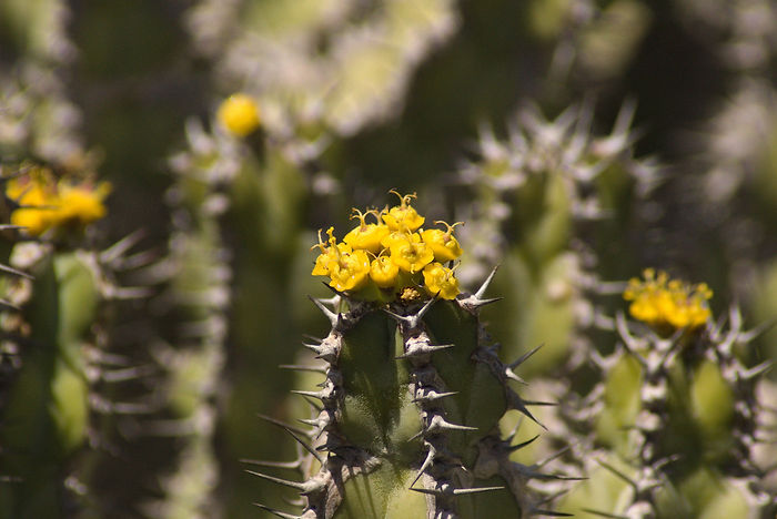 Euphorbia spec. mit Dornen und Blüten