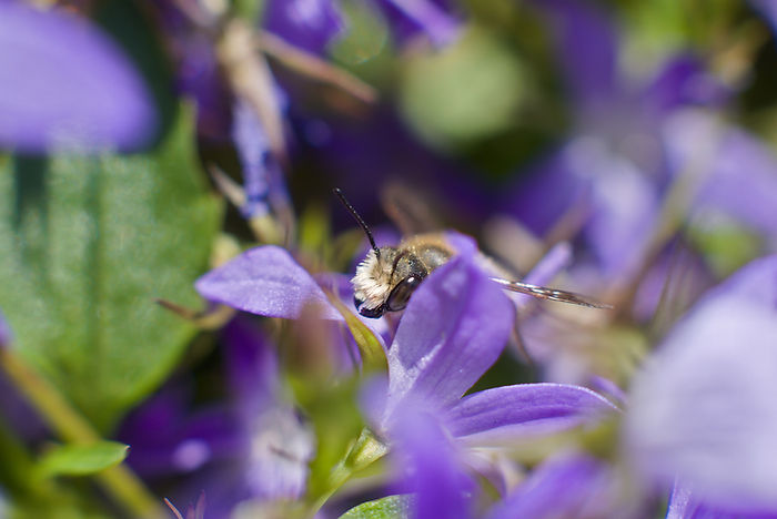 Hängepolster Glockenblume Campanula poscharskyana