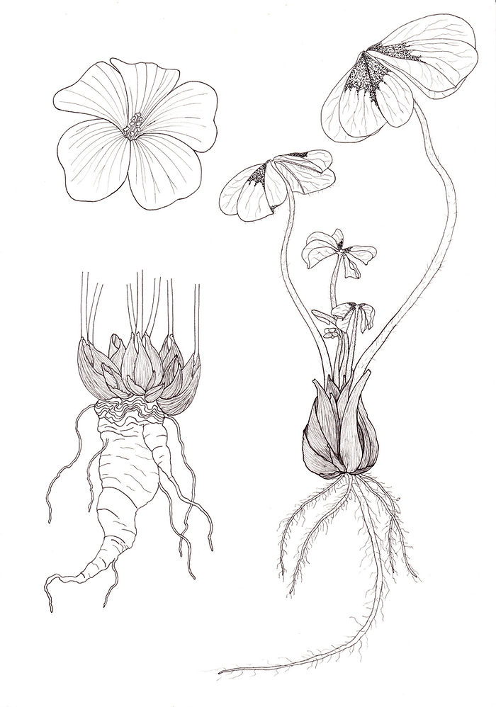 Zeichnung des Glücksklees Oxalis tetraphylla 