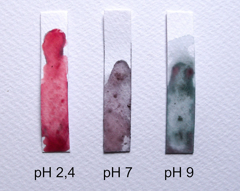 Drei selbstgemachte pH Indikator Streifen liegen auf weißem Papier. der linke Streifen ist rot gefärbt mit Zitronensaft mit einem pH Wert von 2,4 und der rechte ist bläulich gefärbt durch Backpulver mit pH 9.
