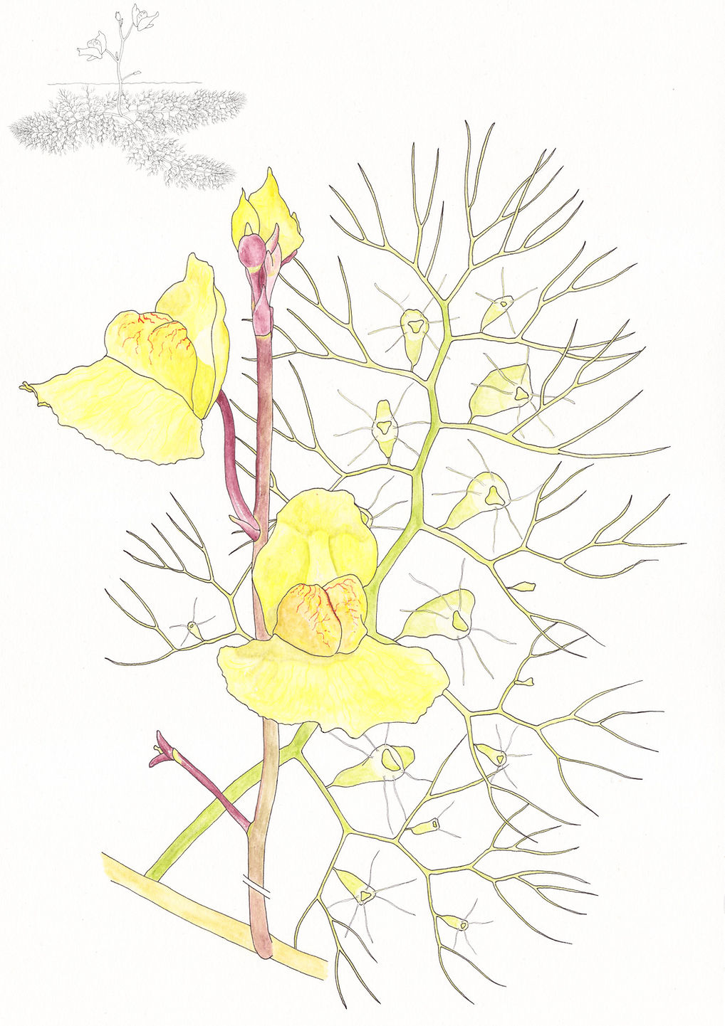 Der verkannte Wasserschlauch utricularia australis mit Blatt, Spross, Blüte und Habitus gemalt mit Aquarelle