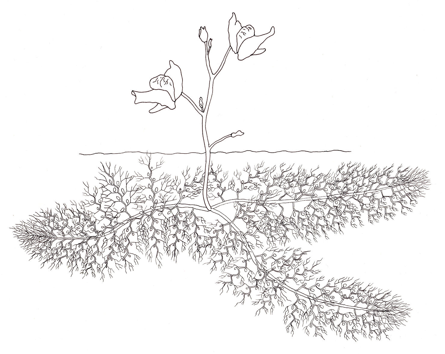 Pigment Zeichnung des Verkannten Wasserschlauchs Utricularia australis vom Habitus