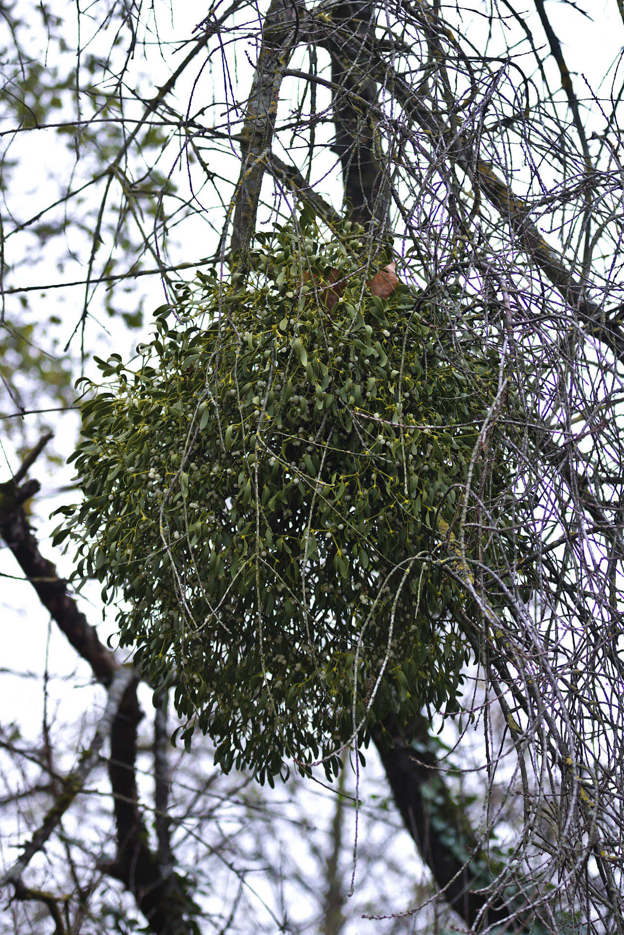 Mistel auf der Felsenkirsche (Prunus mahaleb)