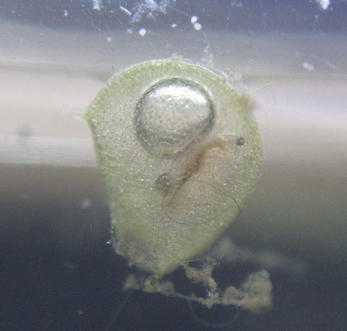 fangblase eines verkannten Wasserschlauches utricularia australis mit einer gefangenen Daphnie