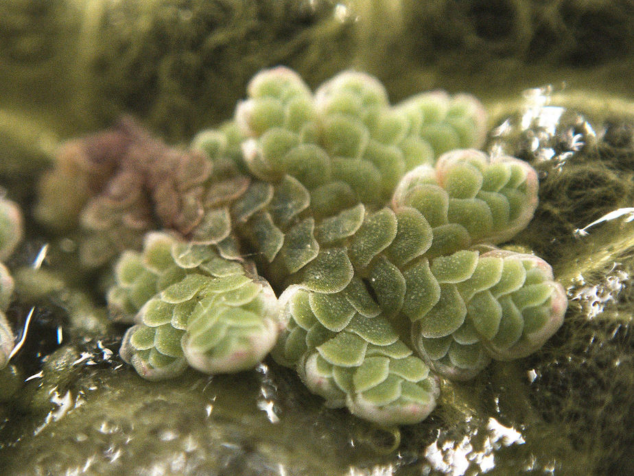 Ein kleiner Spross eines Algenfarns der Art Azolla filiculoides