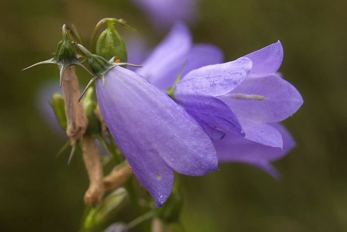 Rundblättrige Glockenblume Campanula rotundifolia