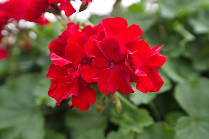 Rote Geranienblüte