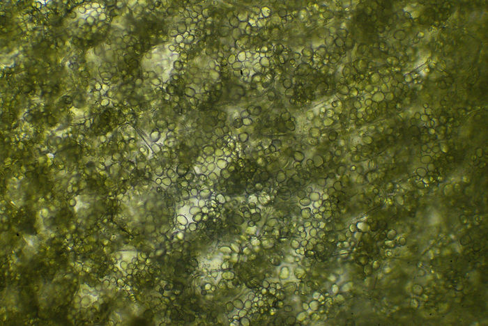 Querschnitt Mesocarp des Mistelsamens nah