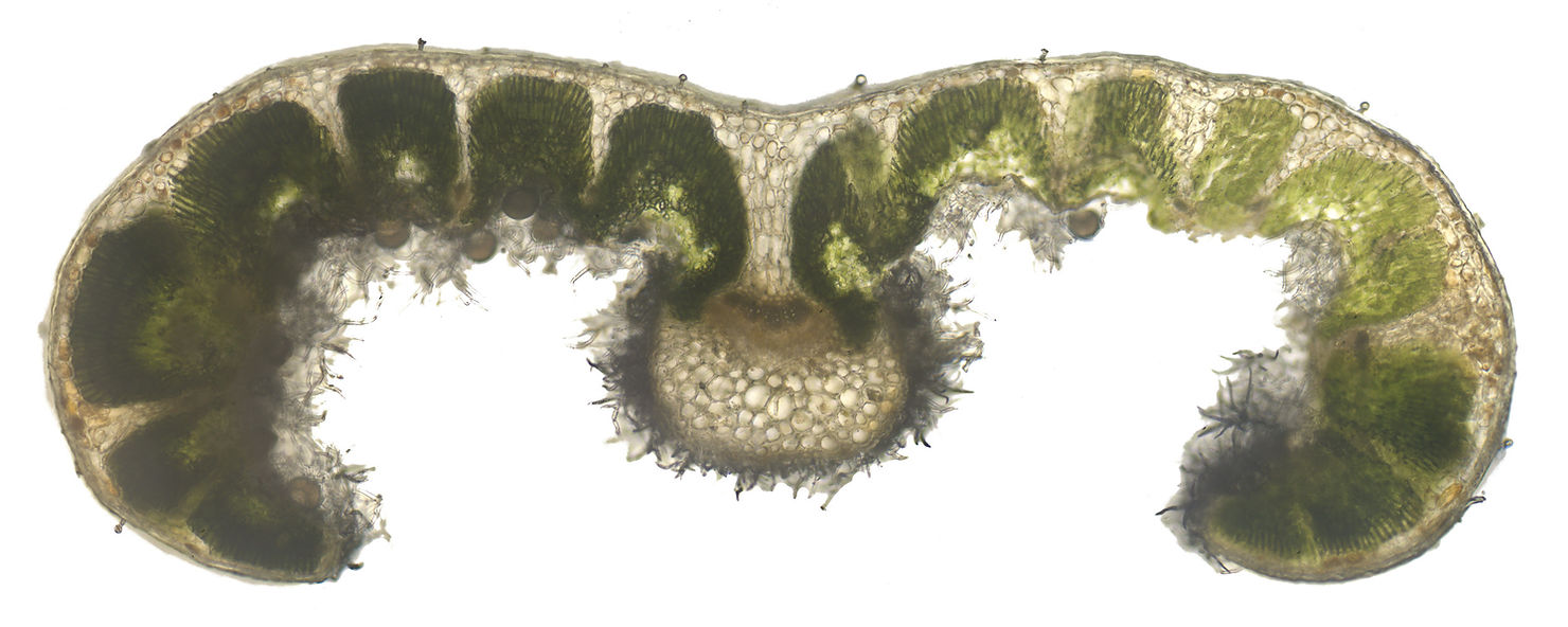 Rosmarin Querschnitt Blatt
