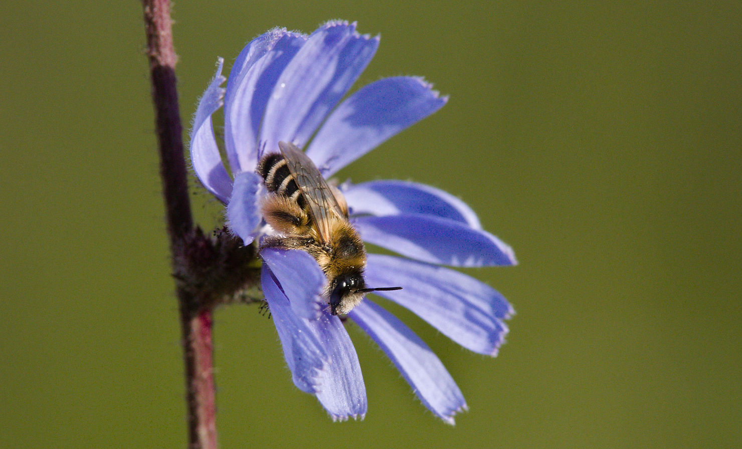 Weibliche Hosenbiene Dasypoda hirtipes auf einer Wegwarte Cichorium intybus