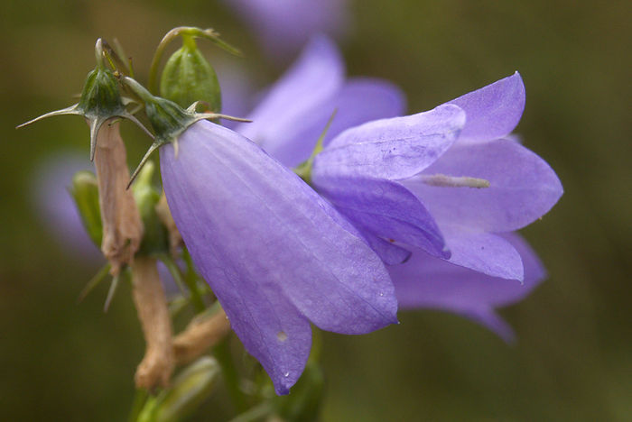Glockenblume blüte