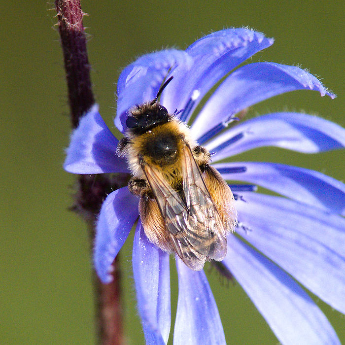 Deutlich zu erkennende "Hose" der Hosenbiene Dasypoda hirtipes