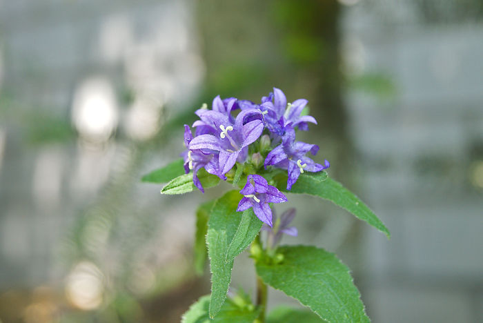 Knäuel-Glockenblume (Campanula glomerata "Acaulis")