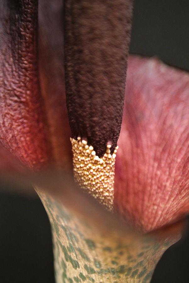 Nahaufnahme Blüte Teufelszunge Amorphophallus konjac