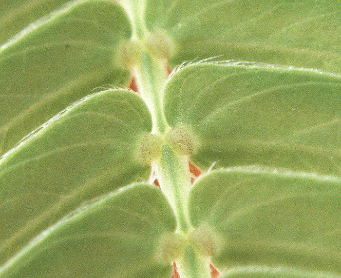 Rote Pulvini Gelenke der Mimose Nahaufnahme mimosa pudica