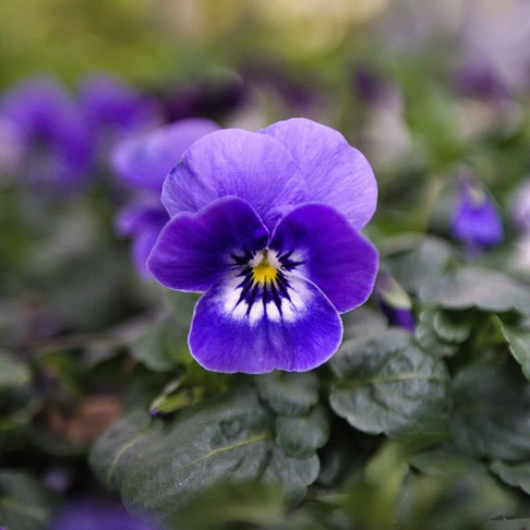 blauviolettes Hornveilchen 