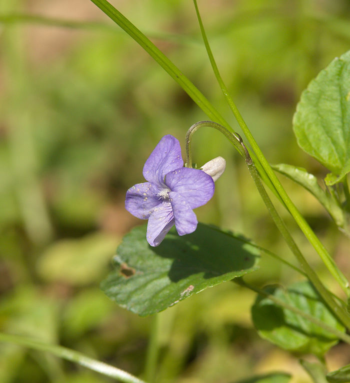 Duftveilchen viola odorata