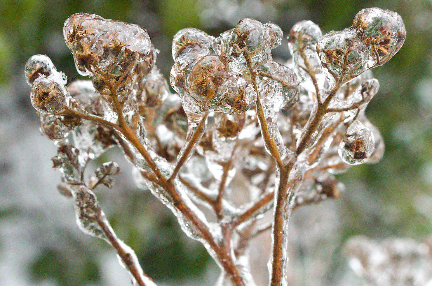 Trockener Blütenstand mit Eisüberzug im Winter