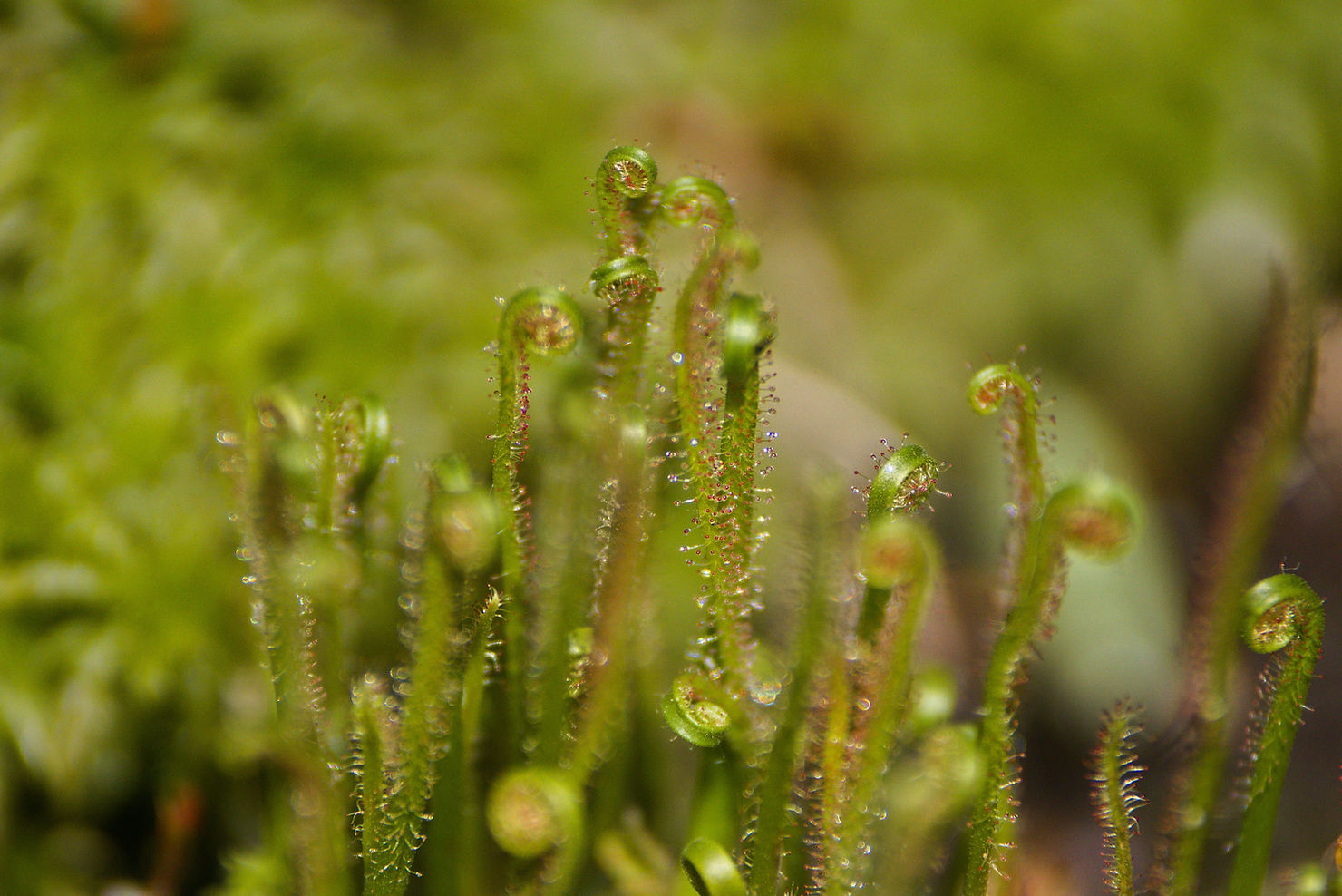 Drosera spec. fleischfressende Pflanze