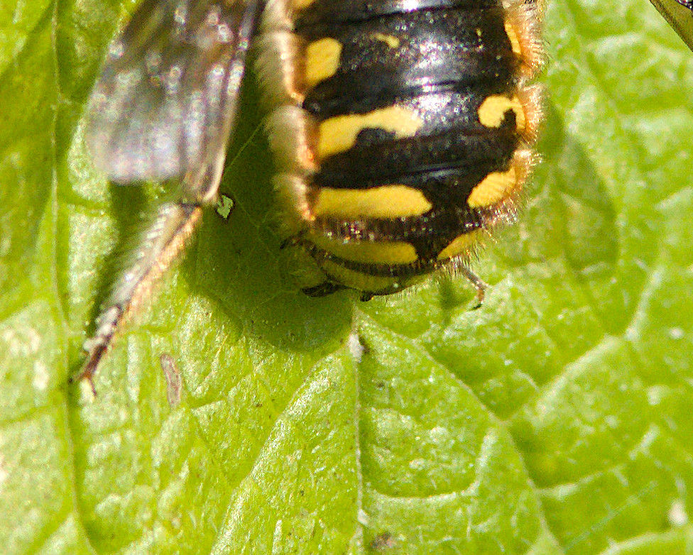 Dornen am Hinterleib eines Wollbienen Männchens
