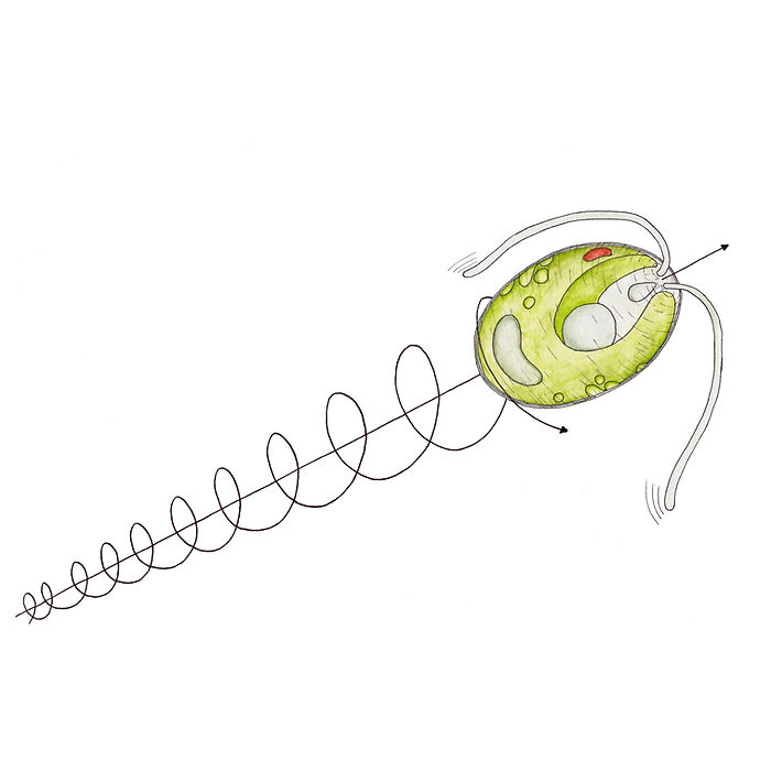 Chlamydomonas schematische drehbewegung