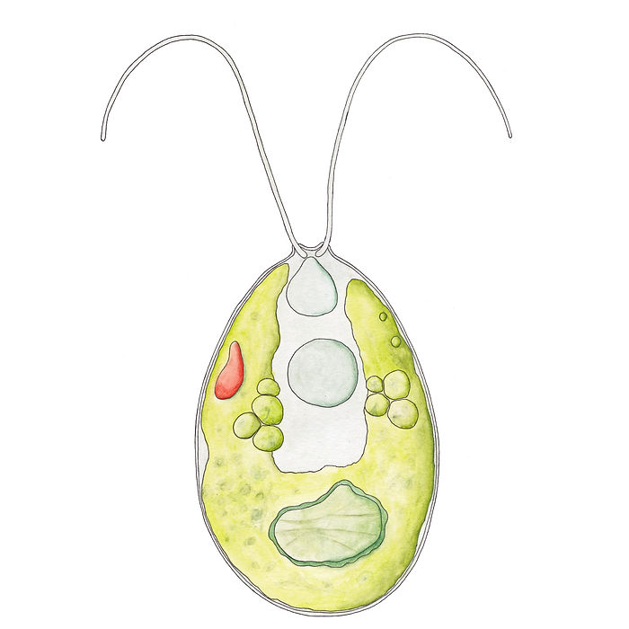 Chlamydomonas Aquarelle